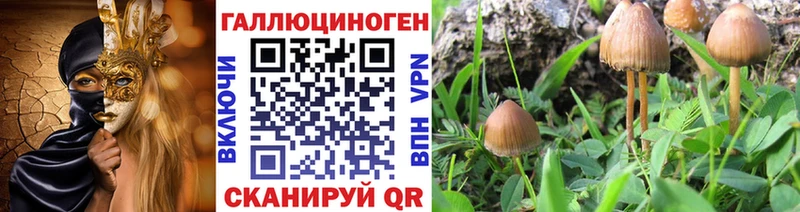 площадка состав  Саратов  Галлюциногенные грибы Psilocybine cubensis 